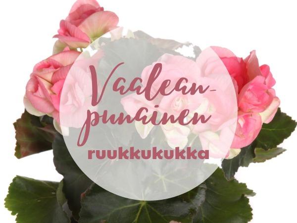 Ruusubegonia